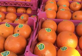 IR oranges