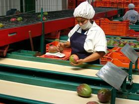 peru mangoes