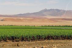 Aussenkehr is the main production region in Namibia and accounts for 85 per cent of the export crop