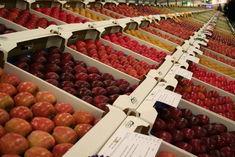 National Fruit Show to host Paice