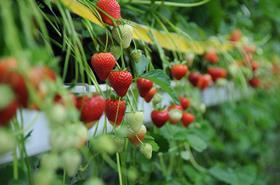 tabletop strawberries