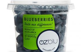 Ozblu Blueberry pot
