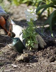 The trend for gardening has been sparked by the recession