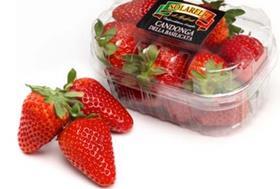 Apofruit Candonga strawberries Solarelli