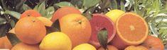 Citrus oils could help preserve food