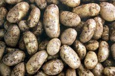 Bumper Irish potato crop thrives