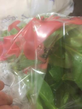 Wasp in Tesco spinach