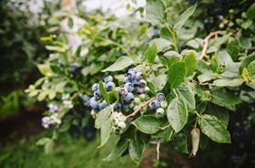 BE BelOrta blueberries
