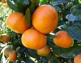 South Africa clementines