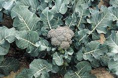 Broccoli frost fear