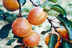 French apricot volumes soaring