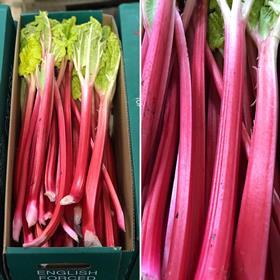 Forced rhubarb