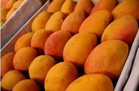 Peruvian mangoes