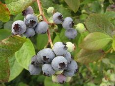 Blueberry growers vote yes