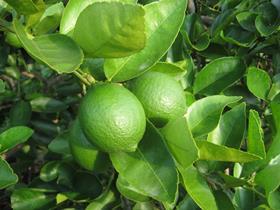 MX Persian limes