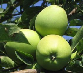 Serbian apples on tree