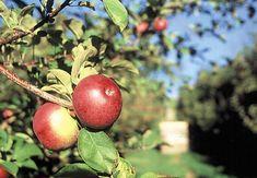 US apple volumes up by nine per cent