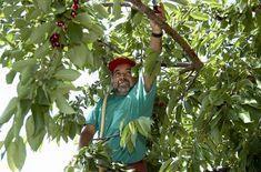 Picota the crop