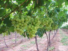 Grape gap opens up