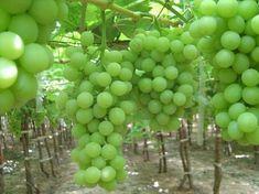 Grapes enjoy strong prices as options multiply