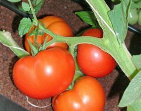 Israel tomatoes