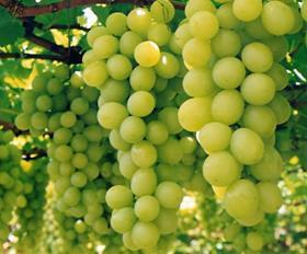 Brazil grapes