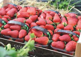 Candonga strawberries