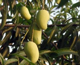 Mexican mangoes on tree