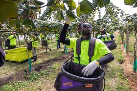 NZ kiwi Harvest21-6234