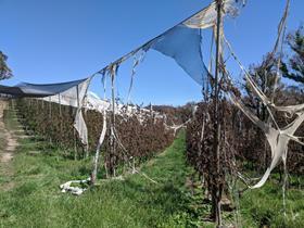 Bushfire apple adelaide