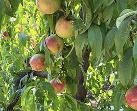 Chilean nectarines