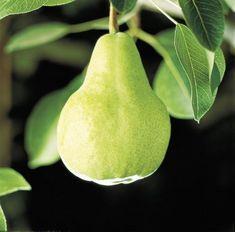 Pear decline drives top-fruit fall