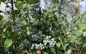 T&G Australia blueberries