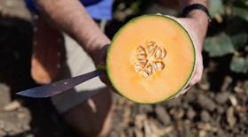 Australiam melon association virtual field day