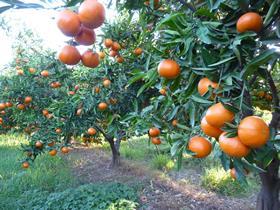 Nadorcott Citrus First