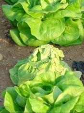 Protected: Lettuces are likely to last longer with Signum, say BASF