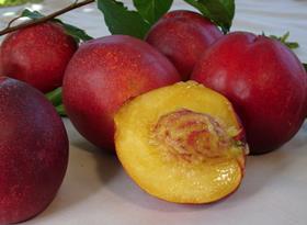 August Red nectarine South Africa