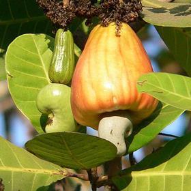 cashew tree nut india