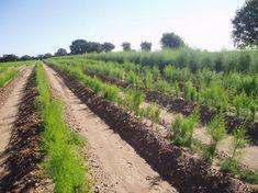 Home is where the gras is