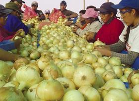 Peru sweet onions