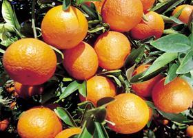 Egyptian oranges