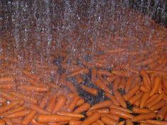 Cleaning up their act: UK carrot growers are studying non-chemical crop-protection methods