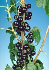 Blackcurrants top healthy superfruit league