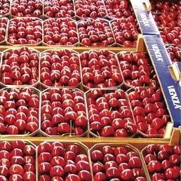 Italy Vignola cherries