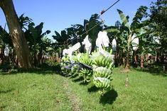 Tough banana market adds to climatic intervention
