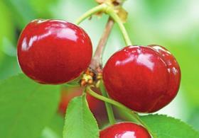 Turkish cherries
