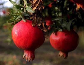TR Alanar pomegranates