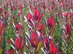 Israeli growers in full bloom