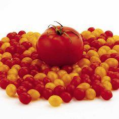 Berry-sized tomatoes hit the shelves at Sainsbury's