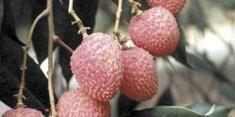 Improving outlook for lychees
